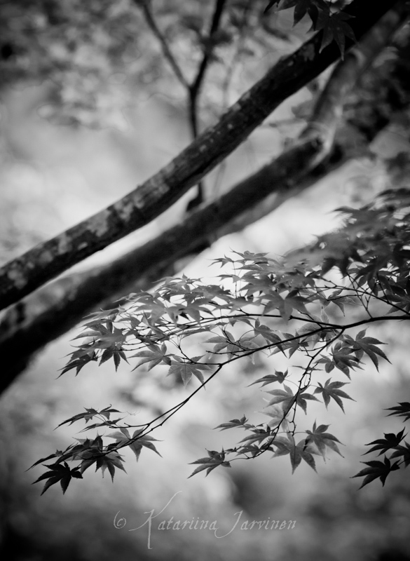 black and white momiji Japanese maple